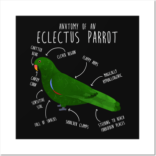 Male Eclectus Anatomy Posters and Art